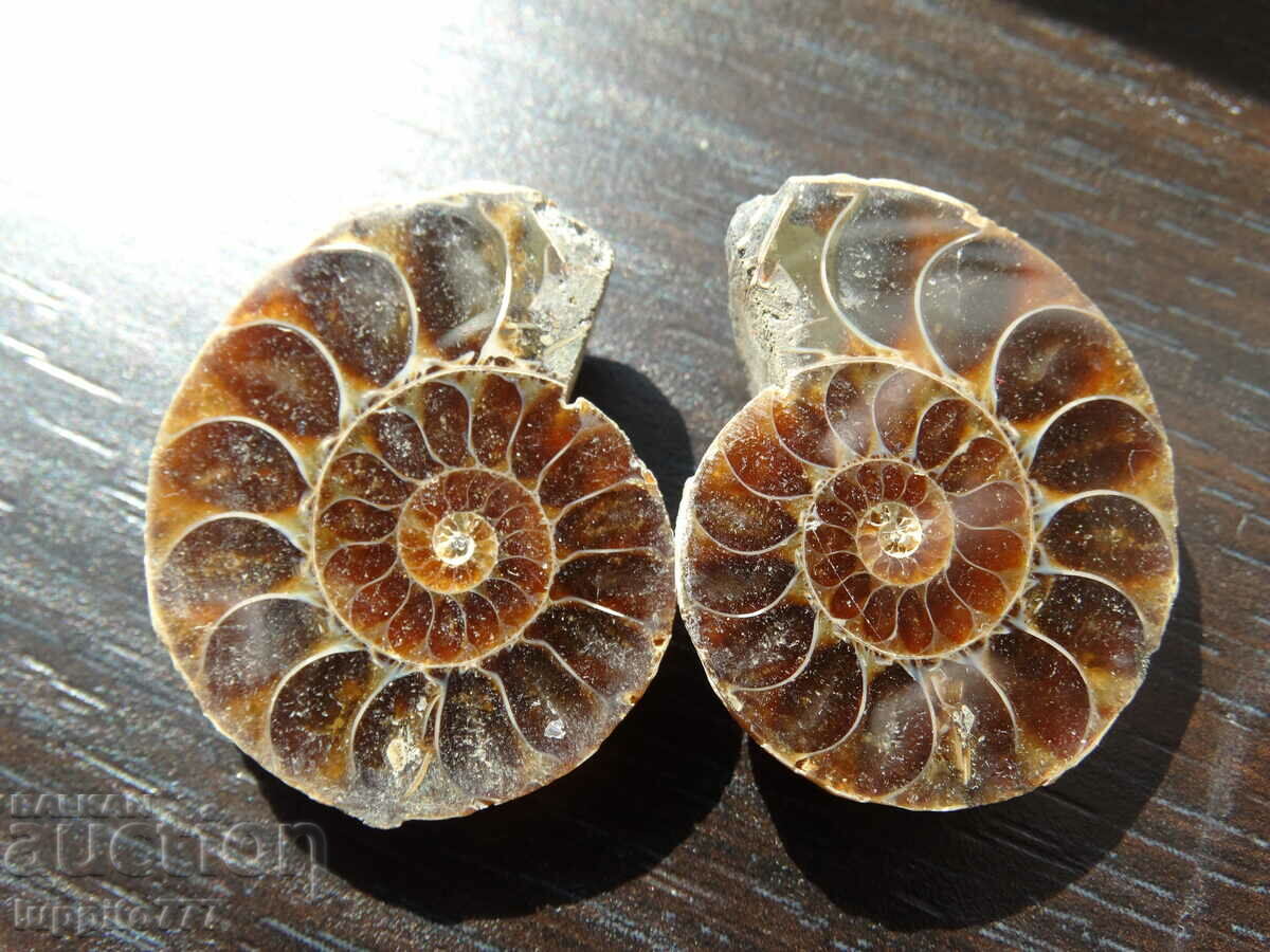 Auction 94.55 k natural ammonite Jurassic 2 pcs. a pair Auction 94.55 k natural ammonite Jurassic 2 pcs. a pair