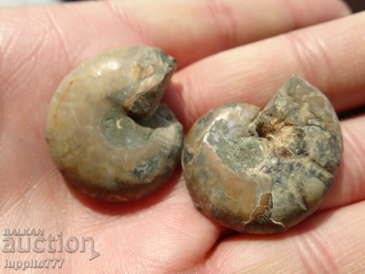 Delivery of 94.55 k natural ammonite Jurassic 2 pcs. a pair Delivery of 94.55 k natural ammonite Jurassic 2 pcs. a pair