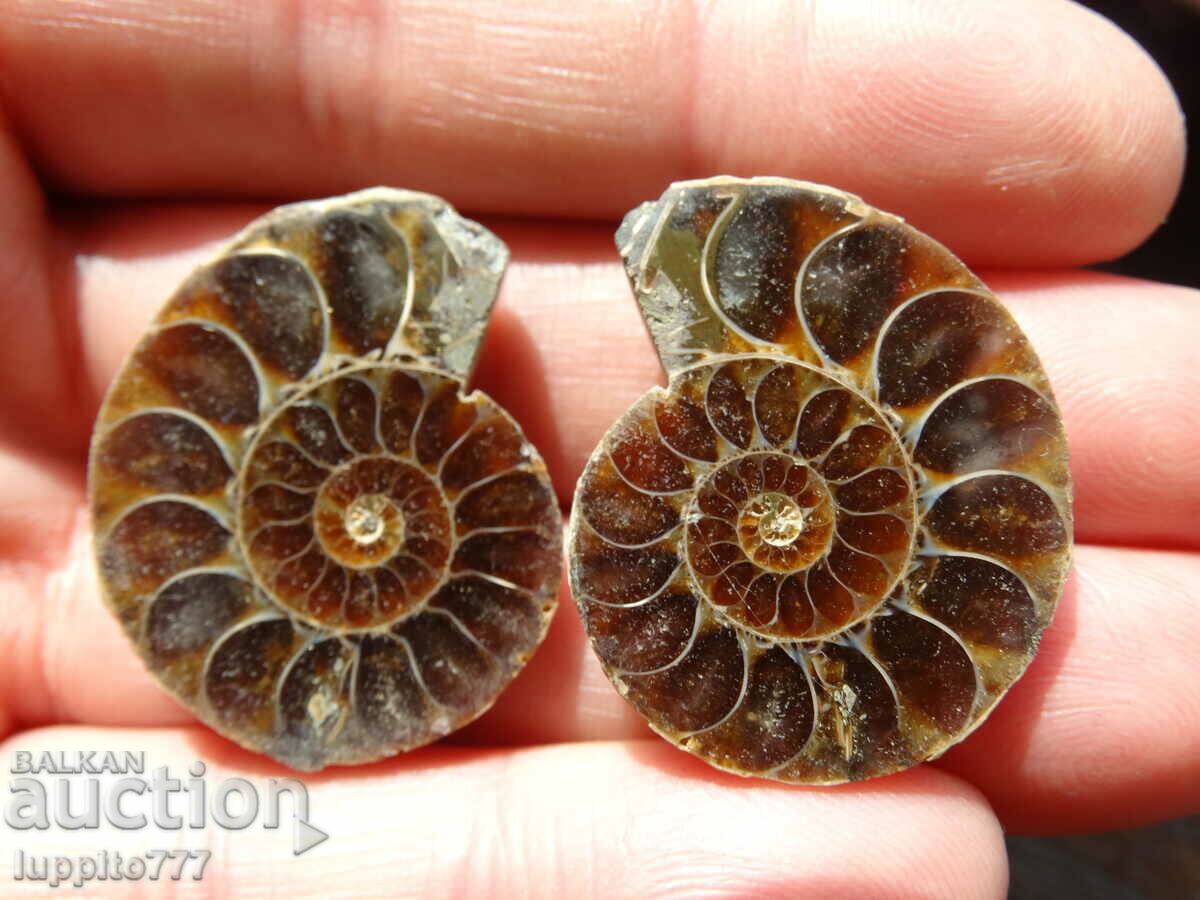 94.55 k natural ammonite Jurassic 2 pcs. a pair