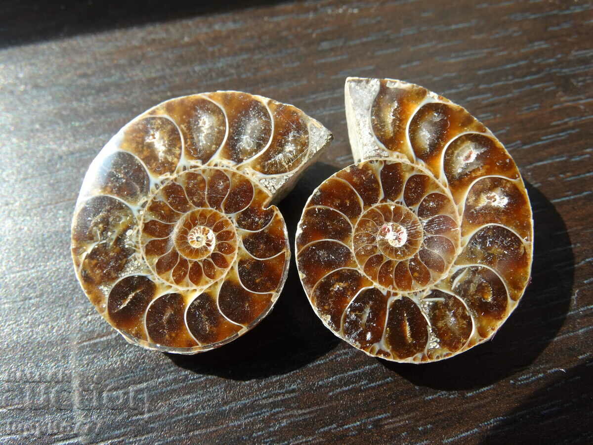 90.85 k natural ammonite Jurassic 2 pcs. a pair with price 89.00 BGN | € 45.50 90.85 k natural ammonite Jurassic 2 pcs. a pair with price 89.00 BGN | € 45.50