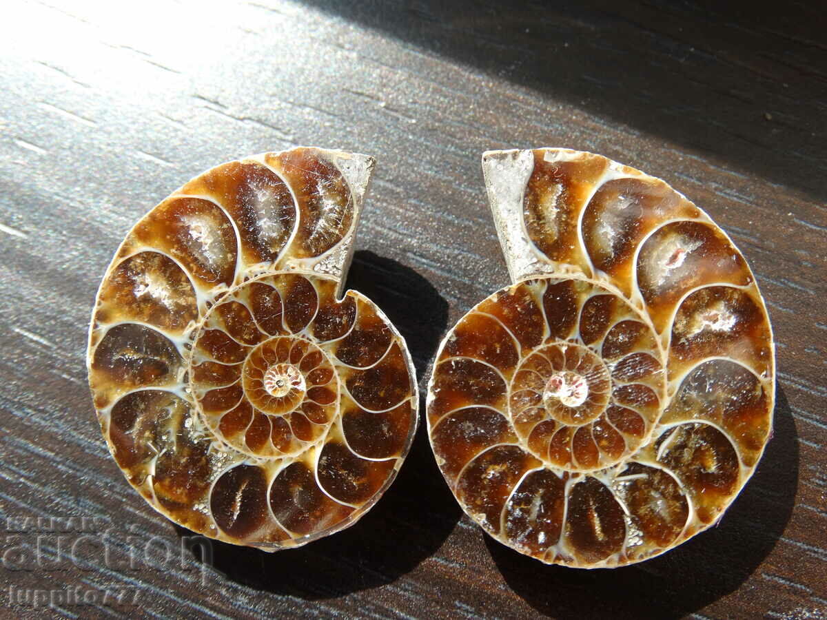 Auction 90.85 k natural ammonite Jurassic 2 pcs. a pair Auction 90.85 k natural ammonite Jurassic 2 pcs. a pair