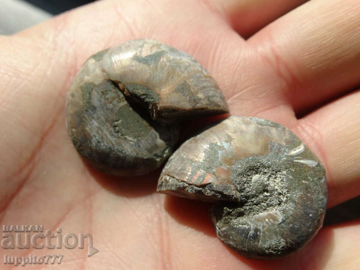 Delivery of 90.85 k natural ammonite Jurassic 2 pcs. a pair Delivery of 90.85 k natural ammonite Jurassic 2 pcs. a pair