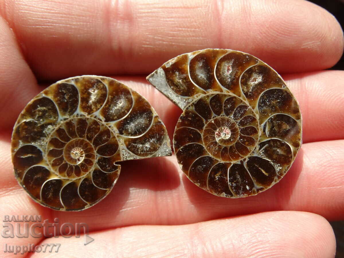 90.85 k natural ammonite Jurassic 2 pcs. a pair