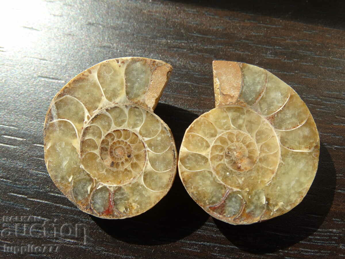 Auction  98.65 k natural ammonite Jurassic 2 pcs. a pair