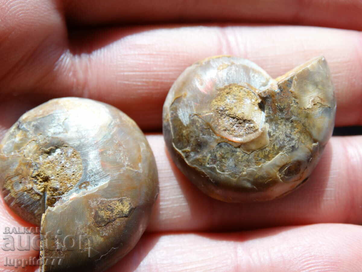 Delivery of 98.65 k natural ammonite Jurassic 2 pcs. a pair