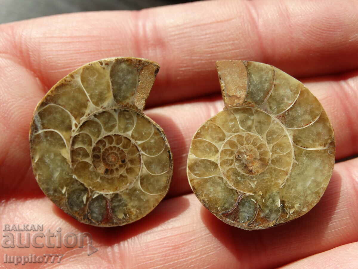 98.65 k natural ammonite Jurassic 2 pcs. a pair