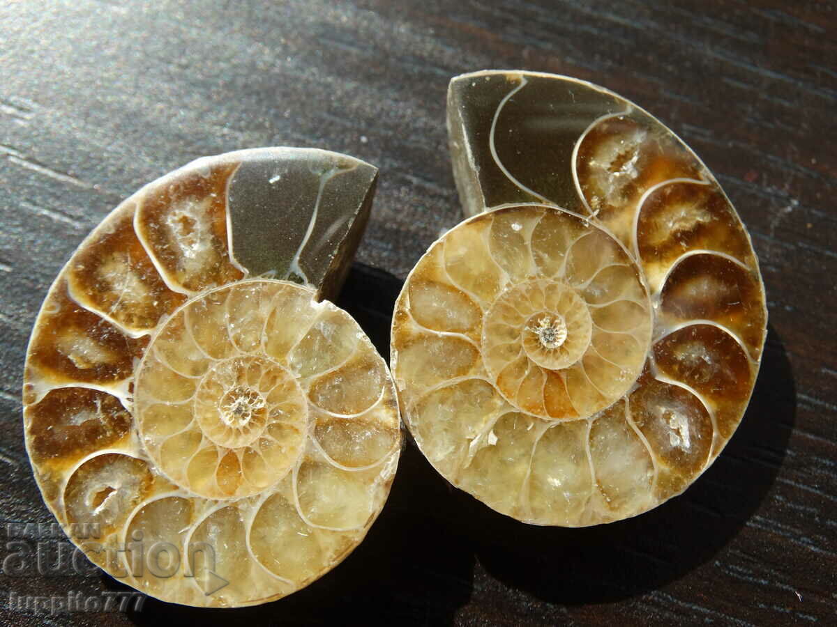 90.45 kth natural ammonite Jurassic 2 pcs. a pair with price 89.00 BGN | € 45.50 90.45 kth natural ammonite Jurassic 2 pcs. a pair with price 89.00 BGN | € 45.50