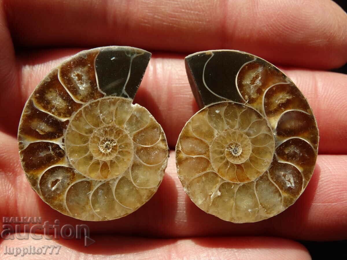 Auction 90.45 kth natural ammonite Jurassic 2 pcs. a pair Auction 90.45 kth natural ammonite Jurassic 2 pcs. a pair