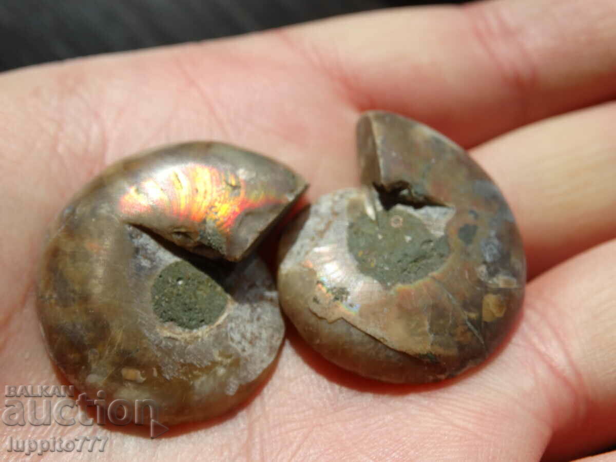 Delivery of 90.45 kth natural ammonite Jurassic 2 pcs. a pair Delivery of 90.45 kth natural ammonite Jurassic 2 pcs. a pair