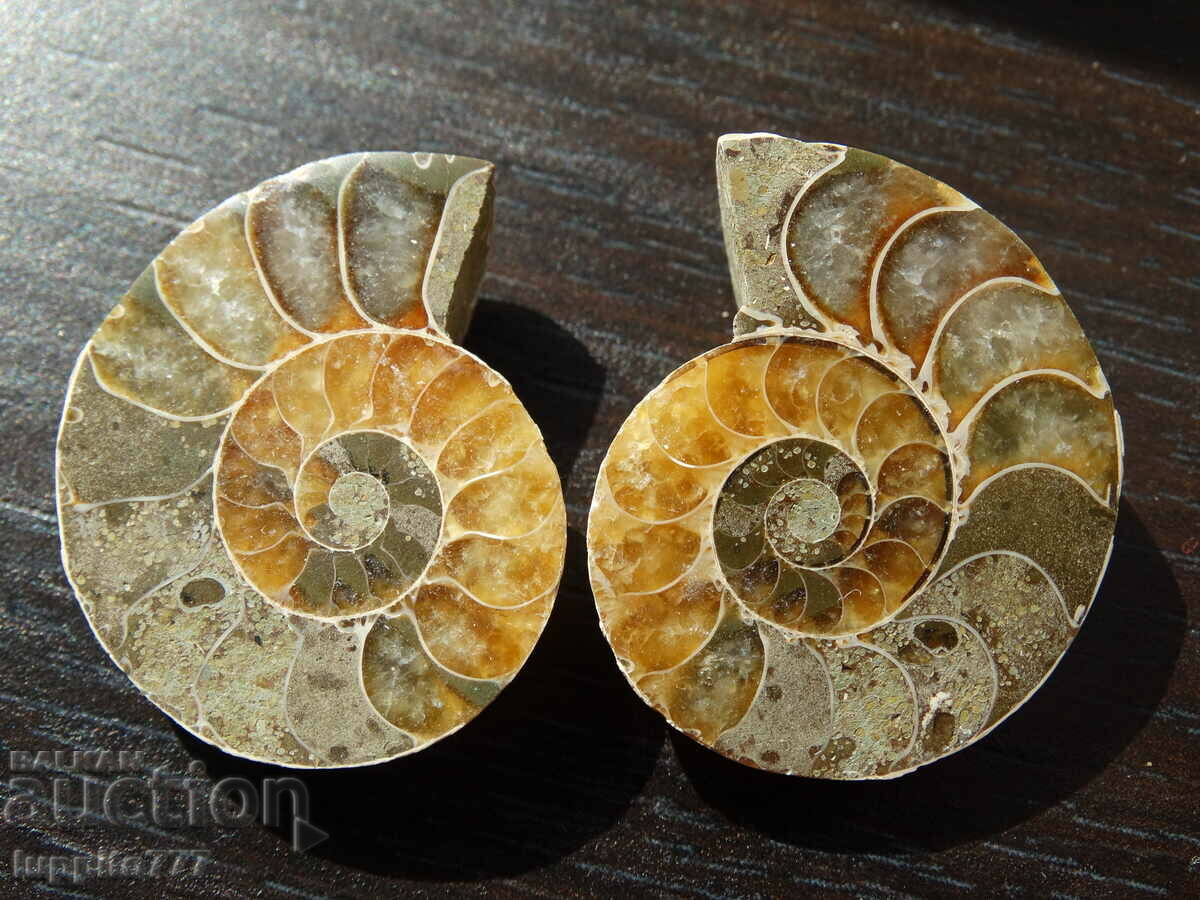 81.15 k natural ammonite Jurassic 2 pcs. a pair with price 89.00 BGN | € 45.50 81.15 k natural ammonite Jurassic 2 pcs. a pair with price 89.00 BGN | € 45.50