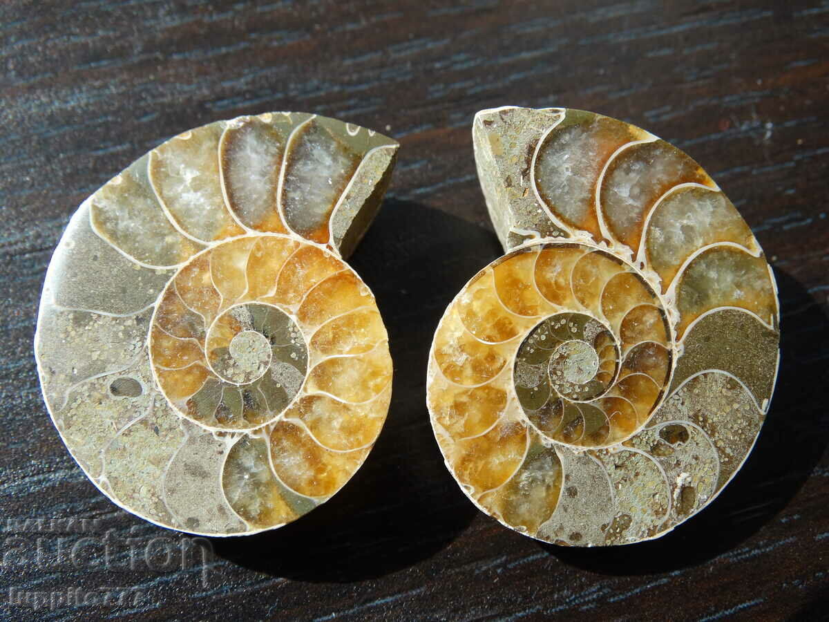 Auction 81.15 k natural ammonite Jurassic 2 pcs. a pair Auction 81.15 k natural ammonite Jurassic 2 pcs. a pair