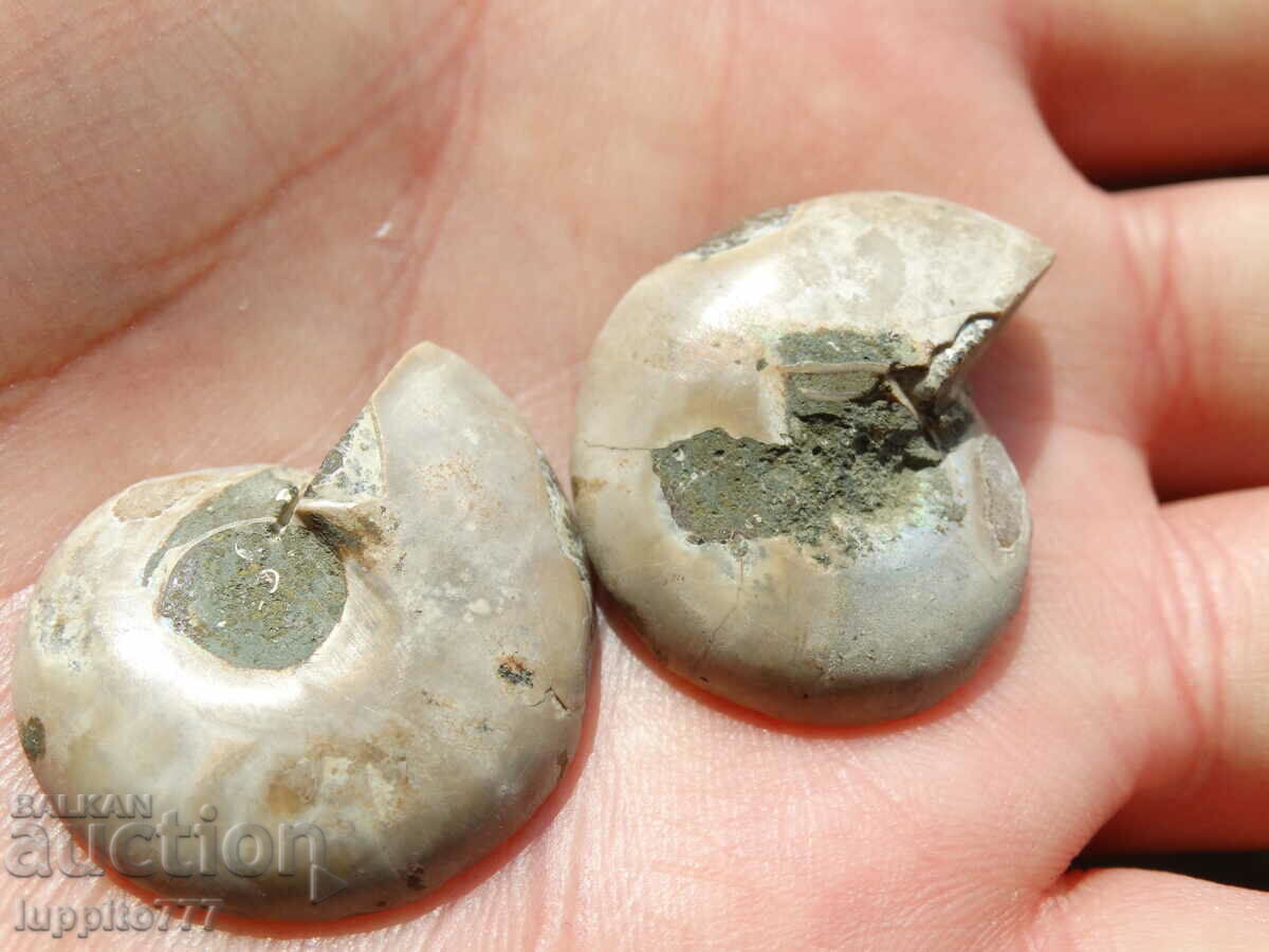 Delivery of 81.15 k natural ammonite Jurassic 2 pcs. a pair Delivery of 81.15 k natural ammonite Jurassic 2 pcs. a pair
