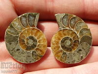 81.15 k natural ammonite Jurassic 2 pcs. a pair