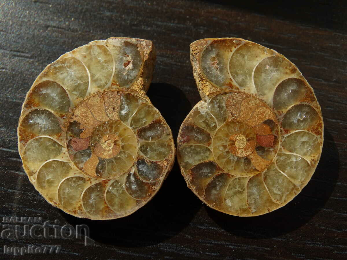 85.25 k natural ammonite Jurassic 2 pcs. a pair with price 89.00 BGN | € 45.50 85.25 k natural ammonite Jurassic 2 pcs. a pair with price 89.00 BGN | € 45.50