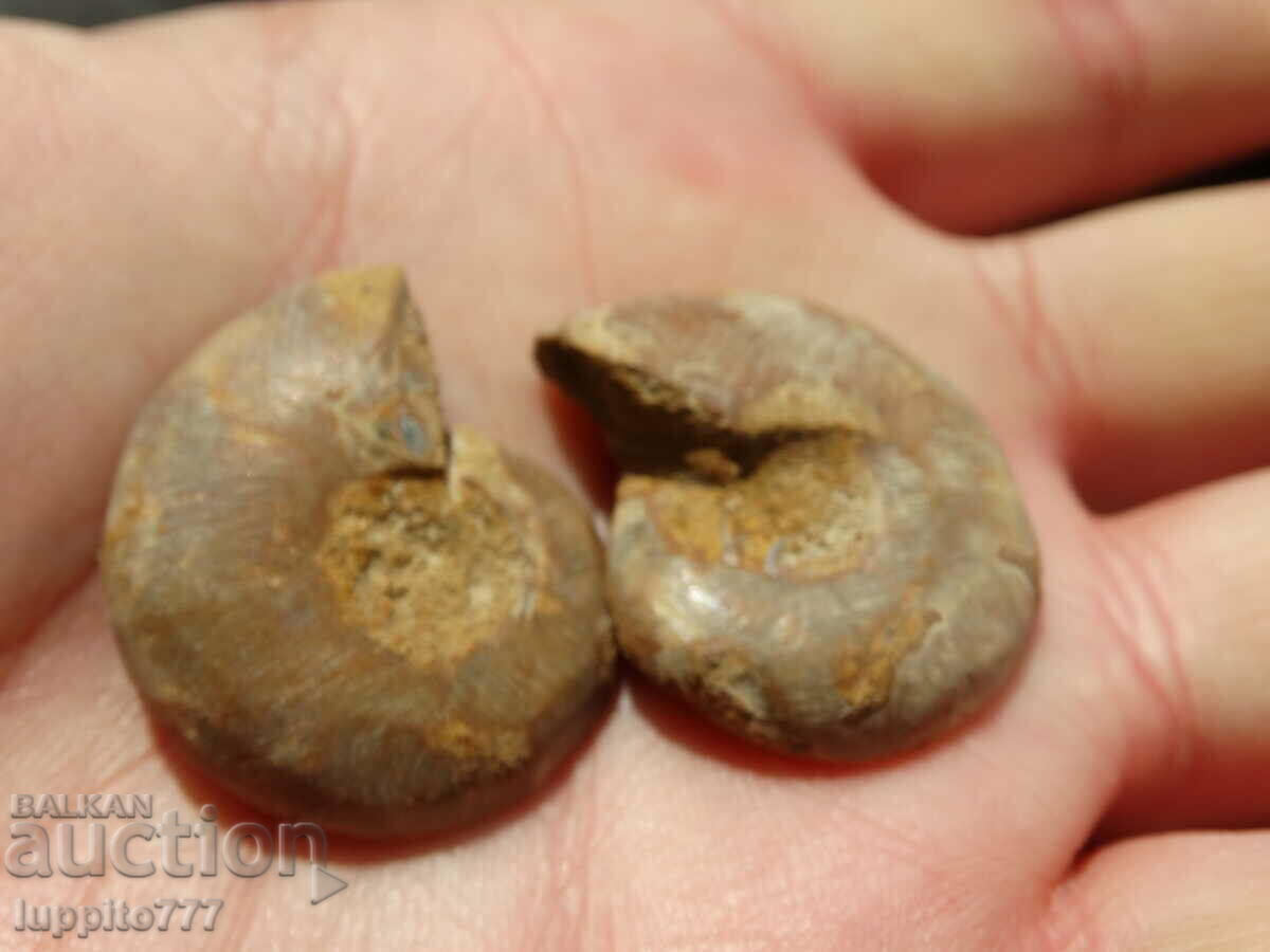 Delivery of 85.25 k natural ammonite Jurassic 2 pcs. a pair Delivery of 85.25 k natural ammonite Jurassic 2 pcs. a pair