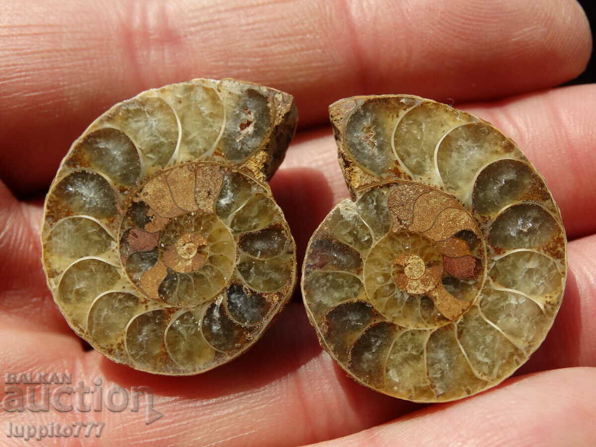 85.25 k natural ammonite Jurassic 2 pcs. a pair