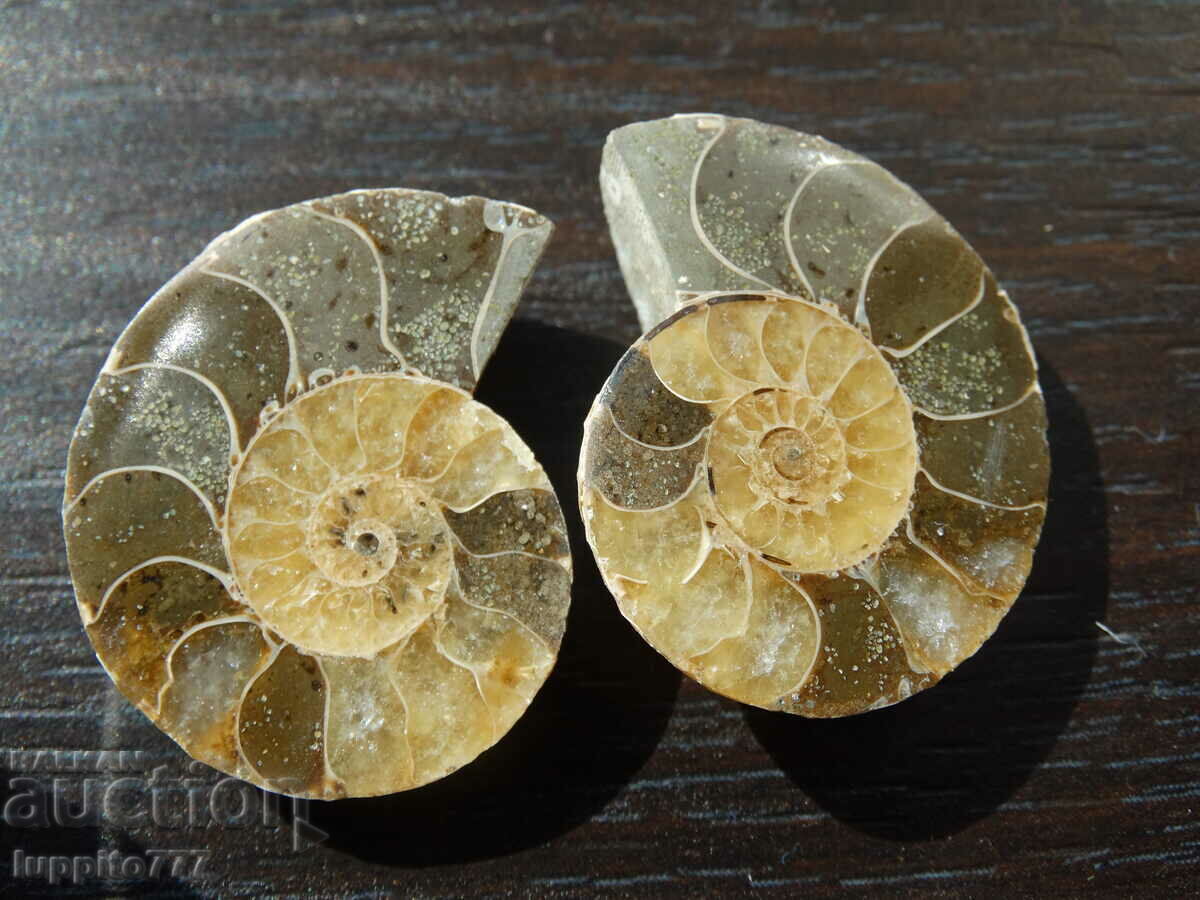78,35 k φυσικός αμμωνίτης Jurassic 2 τεμ. ένα ζεύγος με τιμή 89.00 BGN | € 45.50 78,35 k φυσικός αμμωνίτης Jurassic 2 τεμ. ένα ζεύγος με τιμή 89.00 BGN | € 45.50
