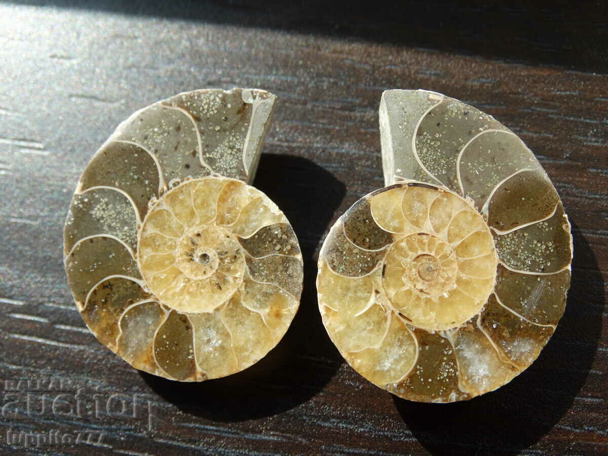 Δημοπρασία 78,35 k φυσικός αμμωνίτης Jurassic 2 τεμ. ένα ζεύγος Δημοπρασία 78,35 k φυσικός αμμωνίτης Jurassic 2 τεμ. ένα ζεύγος