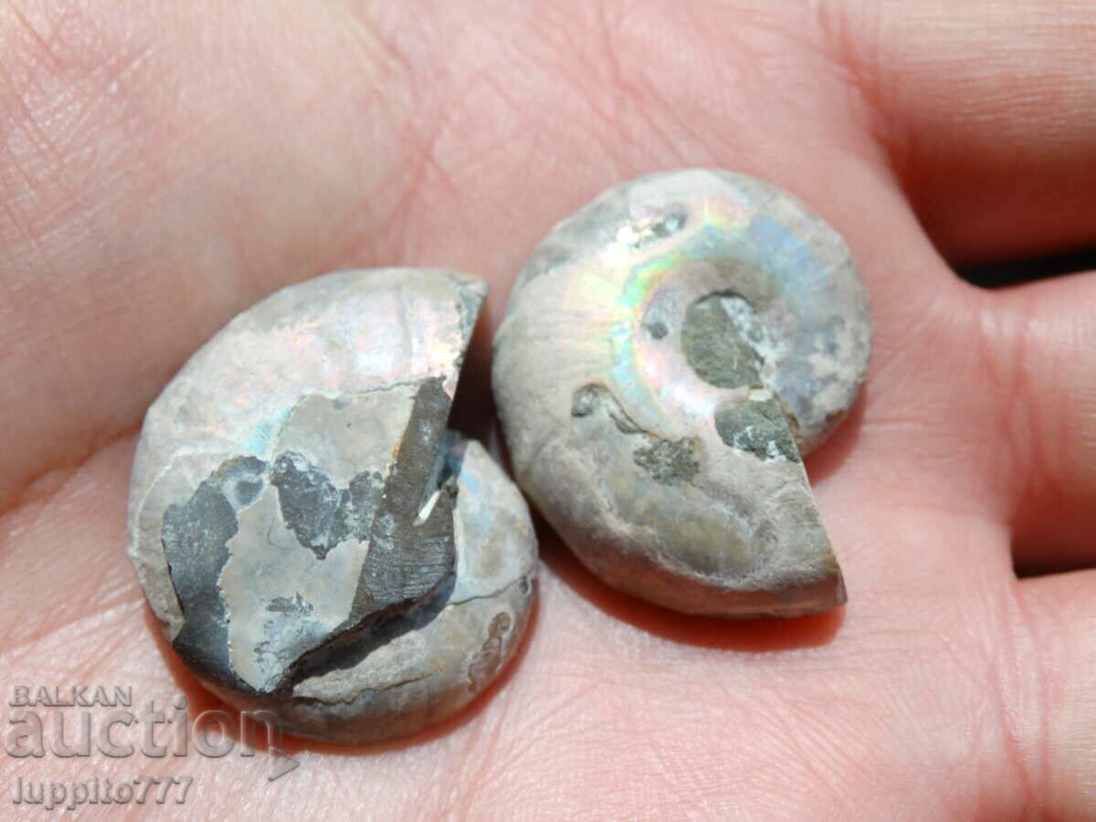 Παράδοση 78,35 k φυσικός αμμωνίτης Jurassic 2 τεμ. ένα ζεύγος Παράδοση 78,35 k φυσικός αμμωνίτης Jurassic 2 τεμ. ένα ζεύγος