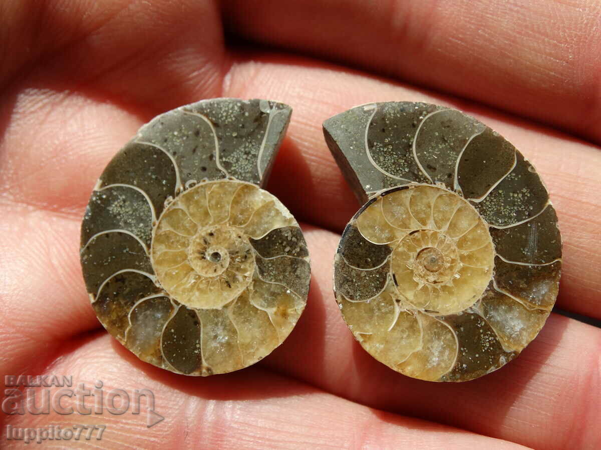 78.35 k natural ammonite Jurassic 2 pcs. a pair