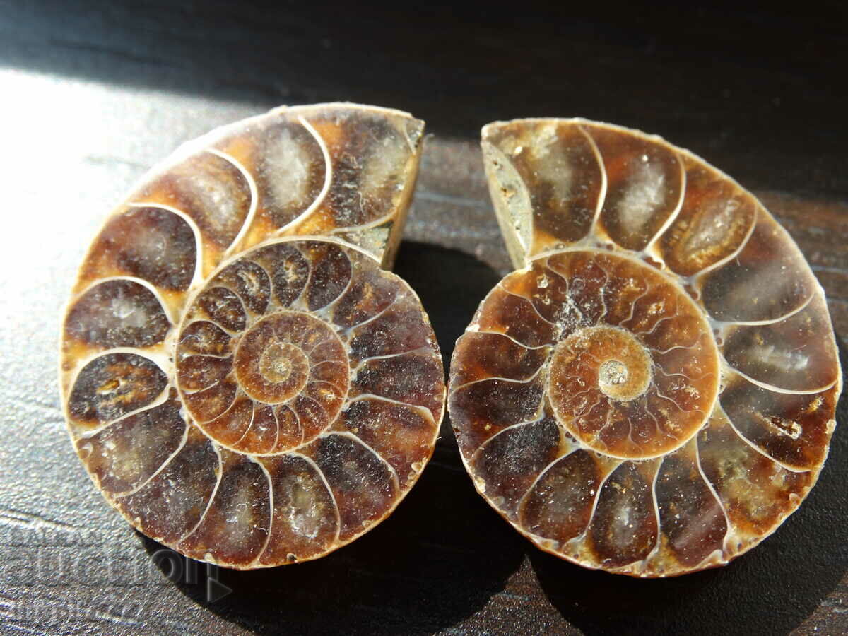 72,15 k φυσικός αμμωνίτης Jurassic 2 τεμ. ένα ζεύγος με τιμή 89.00 BGN | € 45.50 72,15 k φυσικός αμμωνίτης Jurassic 2 τεμ. ένα ζεύγος με τιμή 89.00 BGN | € 45.50