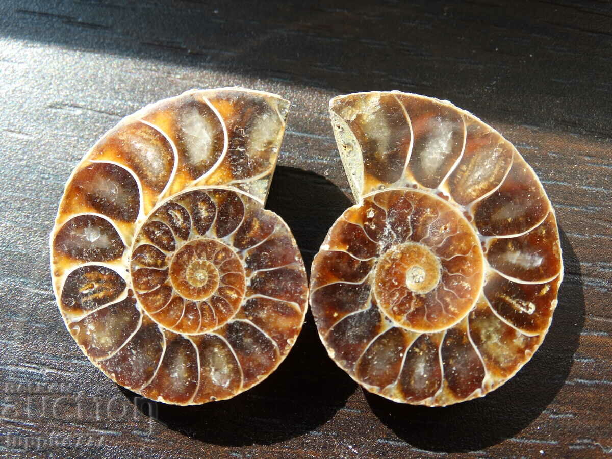 Δημοπρασία 72,15 k φυσικός αμμωνίτης Jurassic 2 τεμ. ένα ζεύγος Δημοπρασία 72,15 k φυσικός αμμωνίτης Jurassic 2 τεμ. ένα ζεύγος