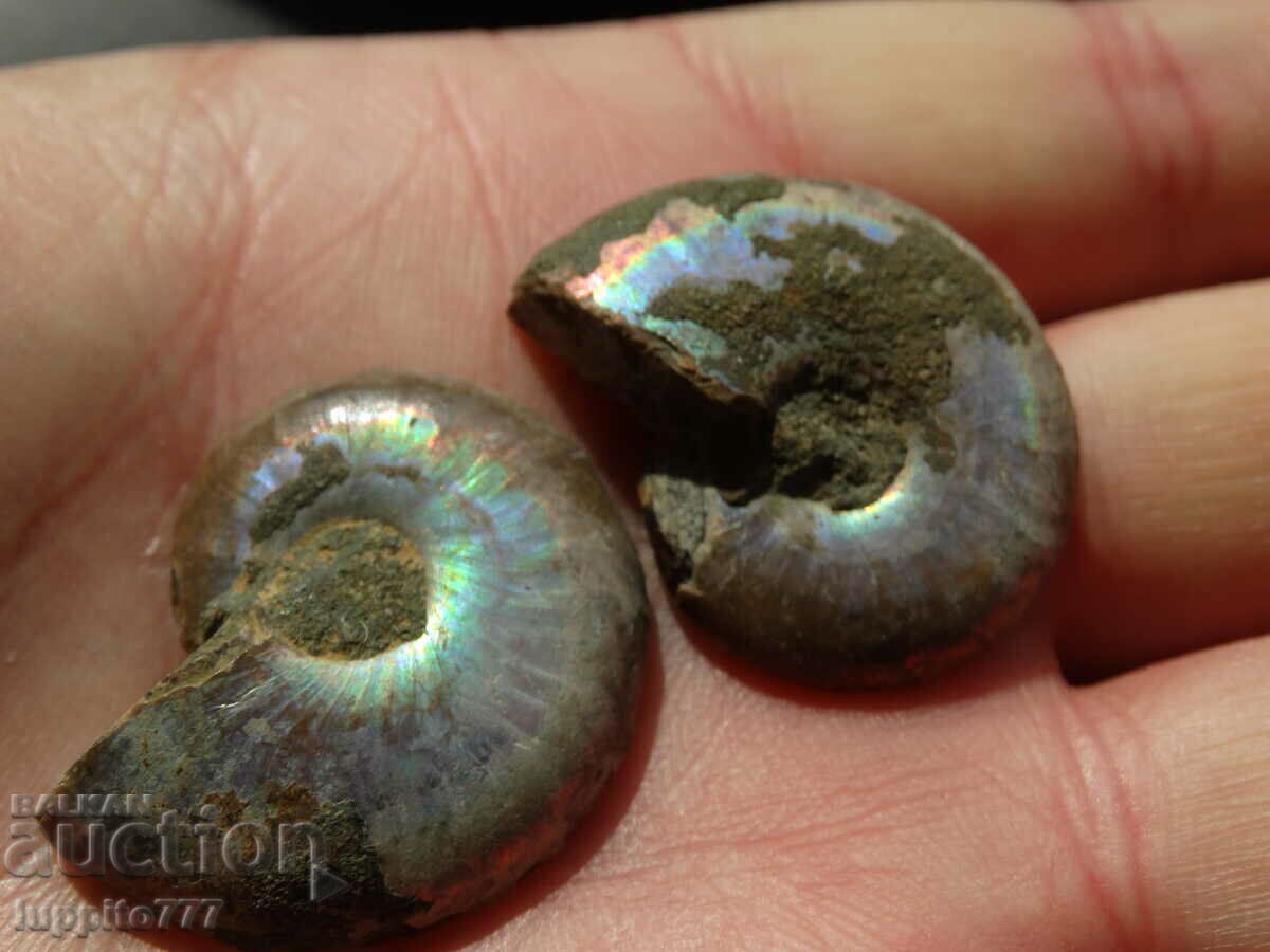 Παράδοση 72,15 k φυσικός αμμωνίτης Jurassic 2 τεμ. ένα ζεύγος Παράδοση 72,15 k φυσικός αμμωνίτης Jurassic 2 τεμ. ένα ζεύγος