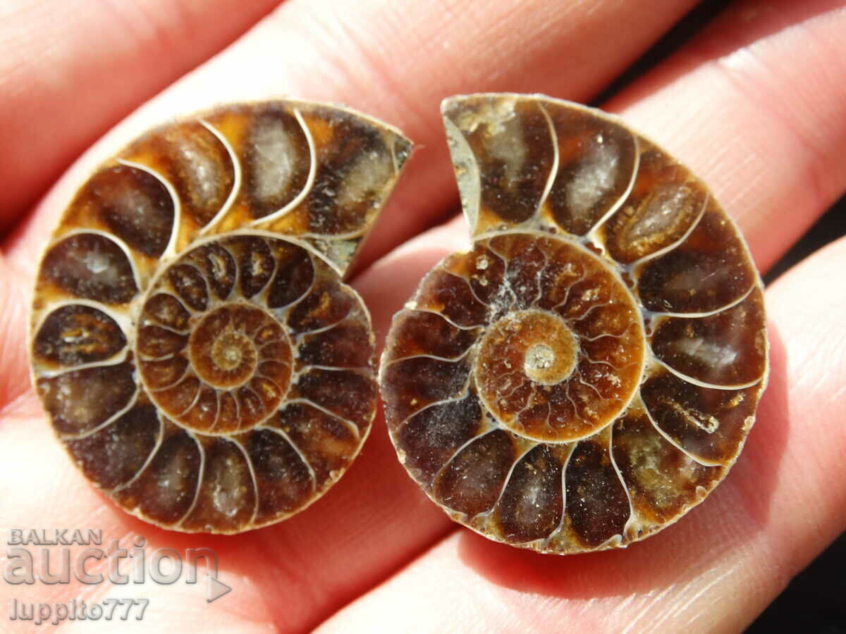 72.15 k natural ammonite Jurassic 2 pcs. a pair