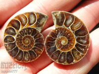 72.15 k natural ammonite Jurassic 2 pcs. a pair
