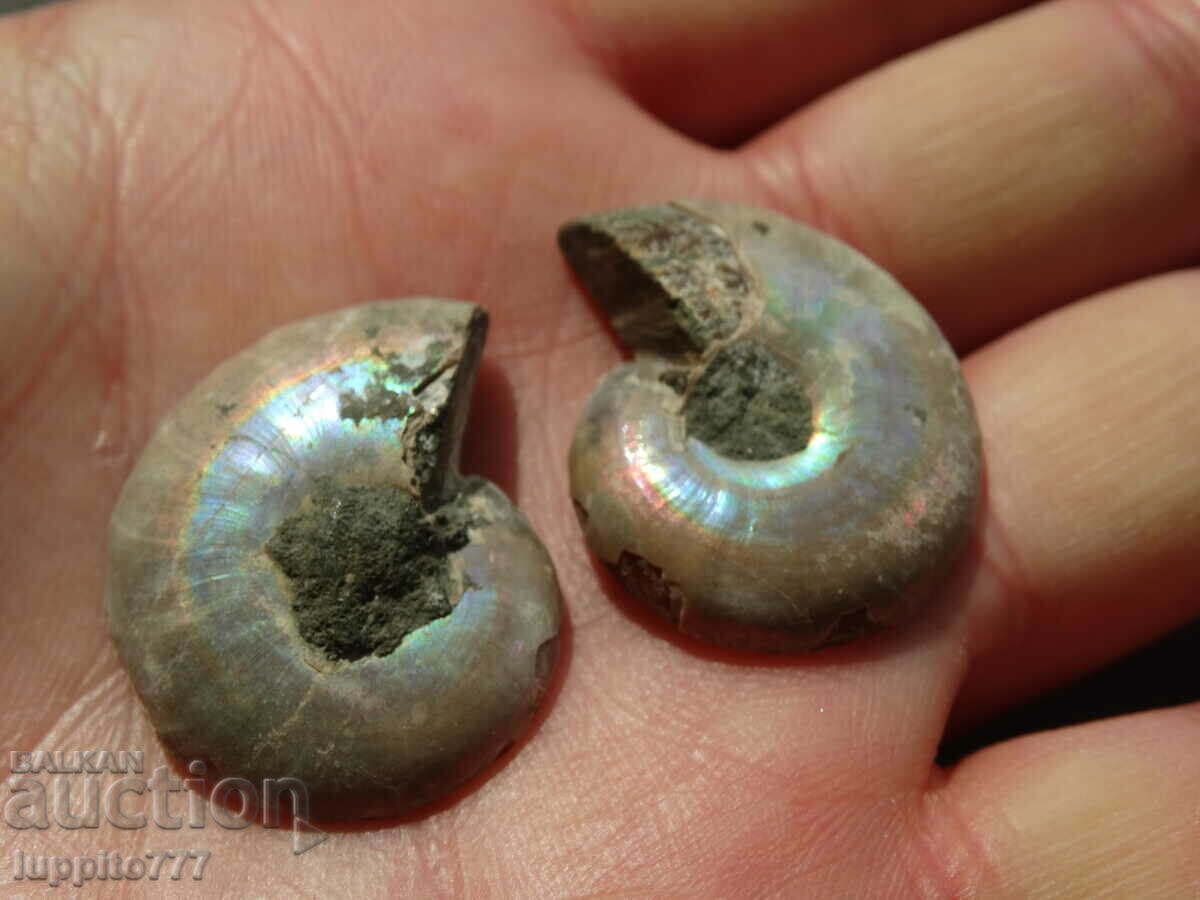 Delivery of 67.15 k natural ammonite Jurassic 2 pcs. a pair Delivery of 67.15 k natural ammonite Jurassic 2 pcs. a pair