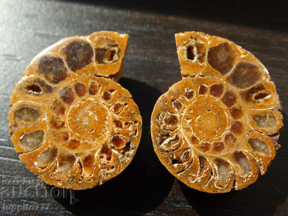 70,10 k φυσικός αμμωνίτης Jurassic 2 τεμ. ένα ζεύγος με τιμή 89.00 BGN | € 45.50 70,10 k φυσικός αμμωνίτης Jurassic 2 τεμ. ένα ζεύγος με τιμή 89.00 BGN | € 45.50