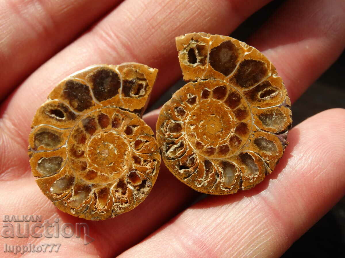 Δημοπρασία 70,10 k φυσικός αμμωνίτης Jurassic 2 τεμ. ένα ζεύγος Δημοπρασία 70,10 k φυσικός αμμωνίτης Jurassic 2 τεμ. ένα ζεύγος