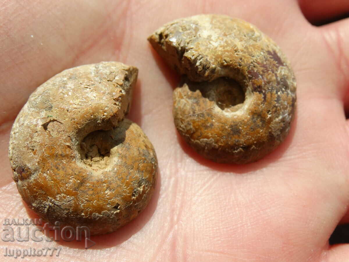 Παράδοση 70,10 k φυσικός αμμωνίτης Jurassic 2 τεμ. ένα ζεύγος Παράδοση 70,10 k φυσικός αμμωνίτης Jurassic 2 τεμ. ένα ζεύγος