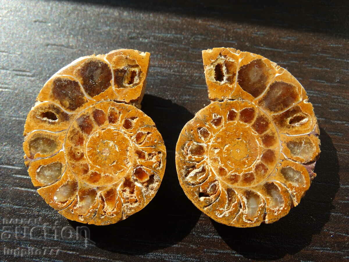 70.10 k natural ammonite Jurassic 2 pcs. a pair