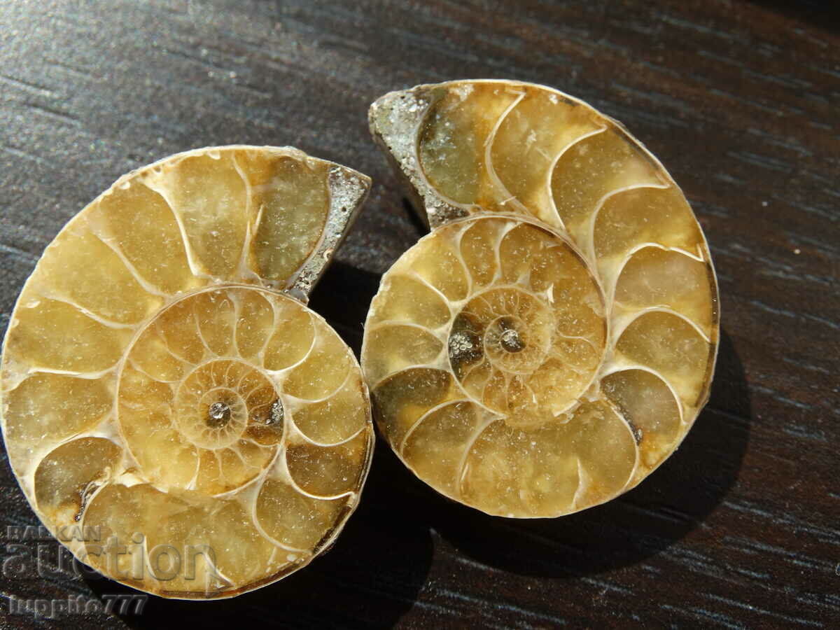 79.20 k natural ammonite Jurassic 2 pcs. a pair with price 89.00 BGN | € 45.50 79.20 k natural ammonite Jurassic 2 pcs. a pair with price 89.00 BGN | € 45.50