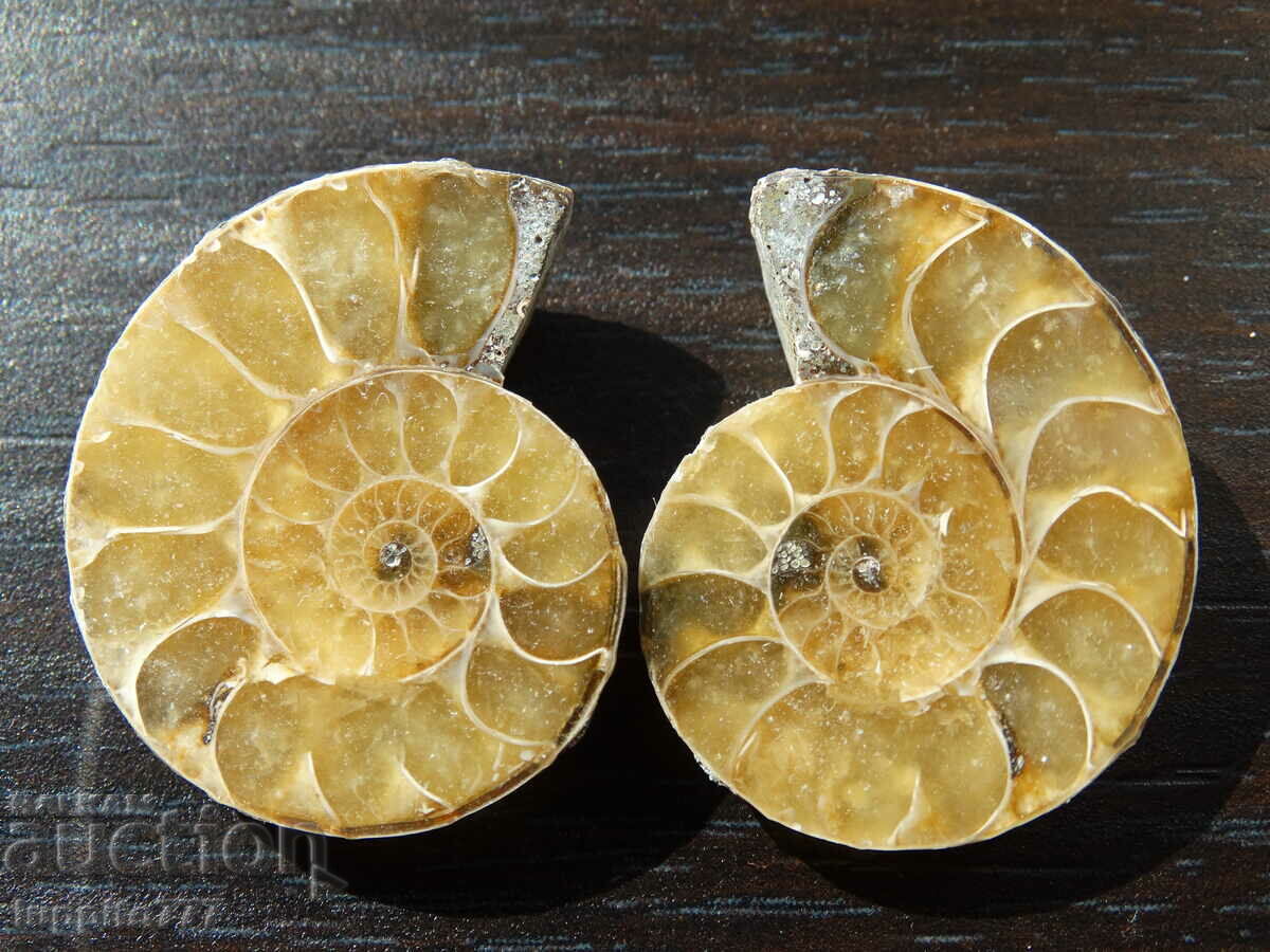 Auction 79.20 k natural ammonite Jurassic 2 pcs. a pair Auction 79.20 k natural ammonite Jurassic 2 pcs. a pair