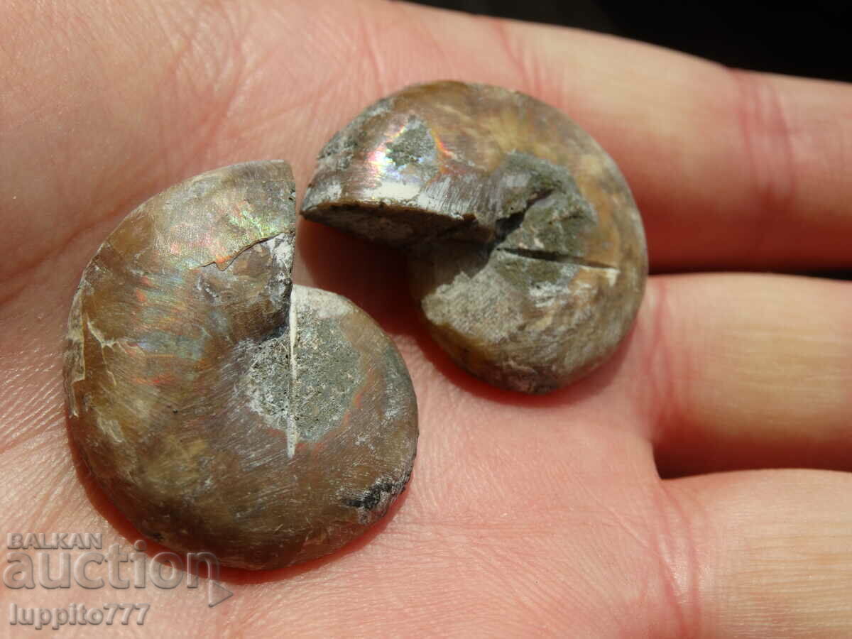Delivery of 79.20 k natural ammonite Jurassic 2 pcs. a pair Delivery of 79.20 k natural ammonite Jurassic 2 pcs. a pair
