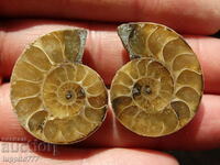 79.20 k natural ammonite Jurassic 2 pcs. a pair