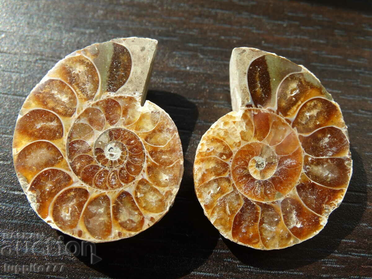 69,40 k φυσικός αμμωνίτης Jurassic 2 τεμ. ένα ζεύγος με τιμή 89.00 BGN | € 45.50 69,40 k φυσικός αμμωνίτης Jurassic 2 τεμ. ένα ζεύγος με τιμή 89.00 BGN | € 45.50