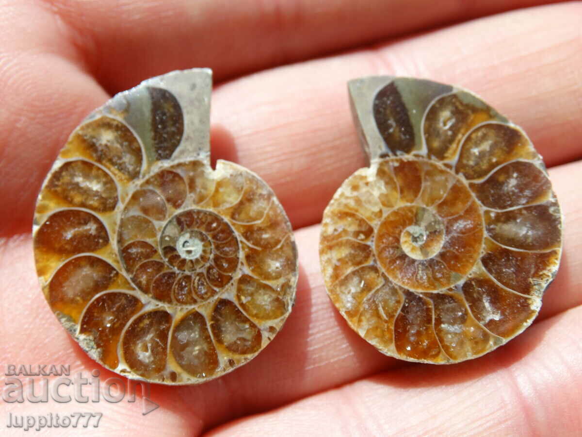 Δημοπρασία 69,40 k φυσικός αμμωνίτης Jurassic 2 τεμ. ένα ζεύγος Δημοπρασία 69,40 k φυσικός αμμωνίτης Jurassic 2 τεμ. ένα ζεύγος