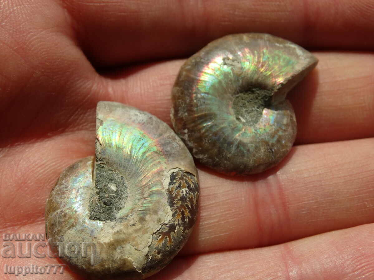 Παράδοση 69,40 k φυσικός αμμωνίτης Jurassic 2 τεμ. ένα ζεύγος Παράδοση 69,40 k φυσικός αμμωνίτης Jurassic 2 τεμ. ένα ζεύγος
