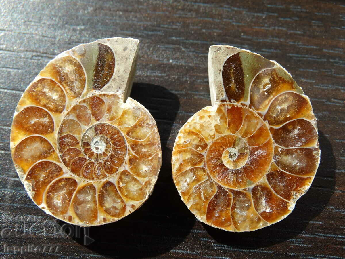69.40 k natural ammonite Jurassic 2 pcs. a pair