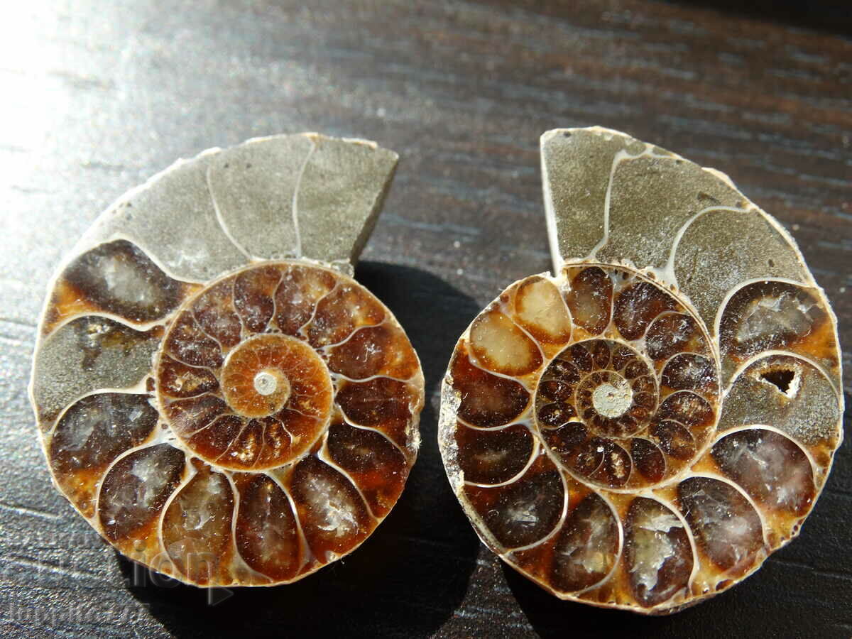85.95 kth natural Jurassic ammonite 2 pcs. a pair with price 89.00 BGN | € 45.50 85.95 kth natural Jurassic ammonite 2 pcs. a pair with price 89.00 BGN | € 45.50