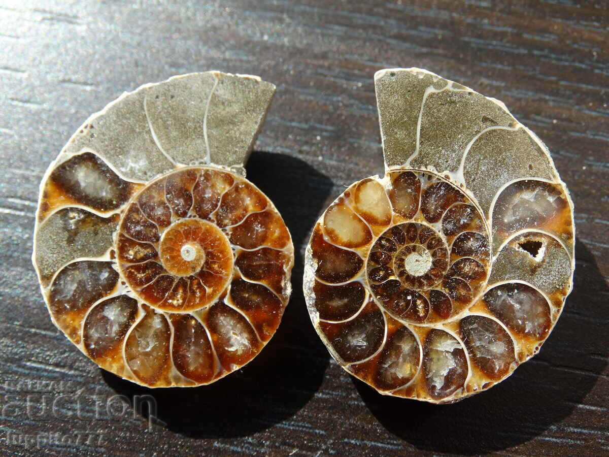 Auction 85.95 kth natural Jurassic ammonite 2 pcs. a pair Auction 85.95 kth natural Jurassic ammonite 2 pcs. a pair