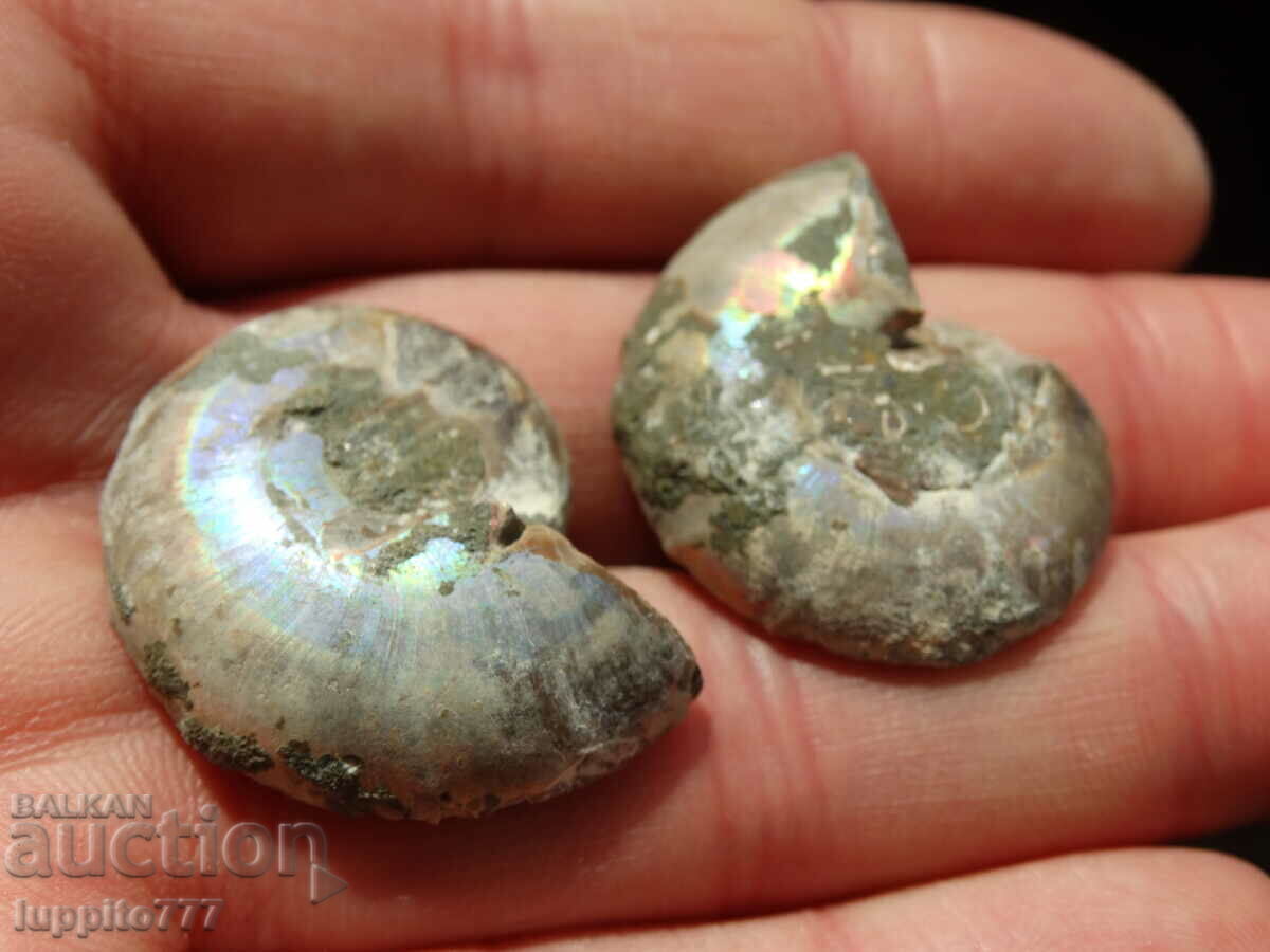 Delivery of 85.95 kth natural Jurassic ammonite 2 pcs. a pair Delivery of 85.95 kth natural Jurassic ammonite 2 pcs. a pair