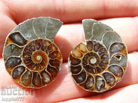 85.95 kth natural Jurassic ammonite 2 pcs. a pair