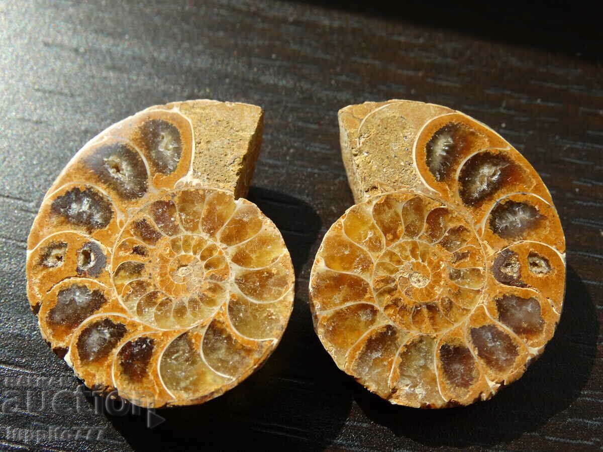 69.10 pcs natural ammonite Jurassic 2 pcs pair with price 79.90 BGN | € 40.85 69.10 pcs natural ammonite Jurassic 2 pcs pair with price 79.90 BGN | € 40.85