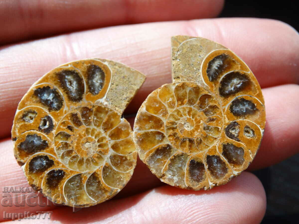 Auction 69.10 pcs natural ammonite Jurassic 2 pcs pair Auction 69.10 pcs natural ammonite Jurassic 2 pcs pair