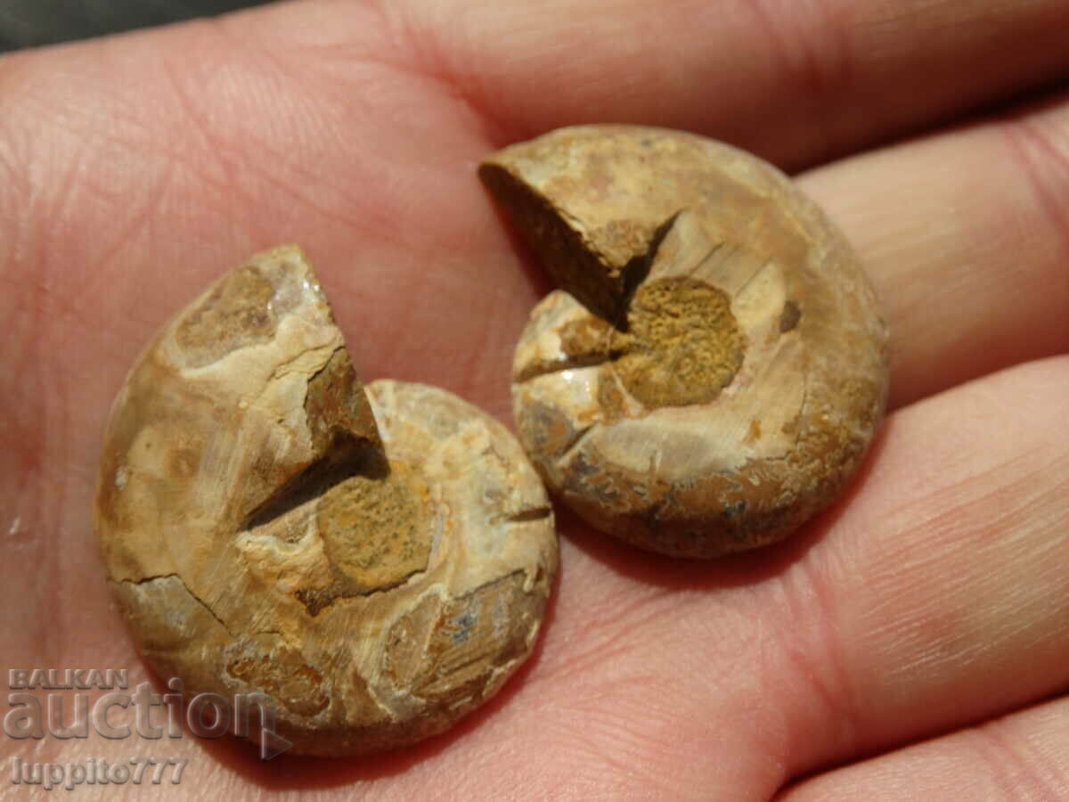 Delivery of 69.10 pcs natural ammonite Jurassic 2 pcs pair Delivery of 69.10 pcs natural ammonite Jurassic 2 pcs pair