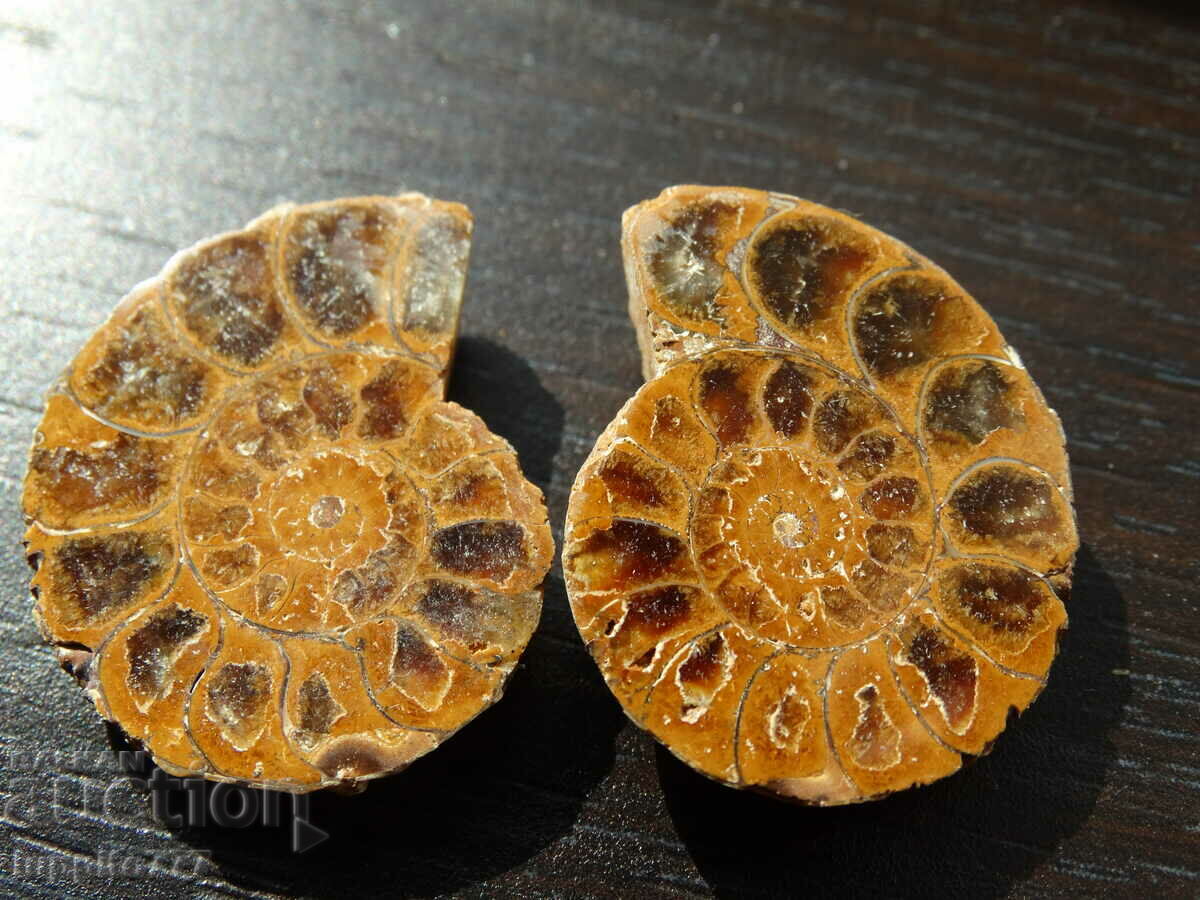 62,85 k φυσικός αμμωνίτης Jurassic 2 τεμ. ένα ζεύγος με τιμή 89.00 BGN | € 45.50 62,85 k φυσικός αμμωνίτης Jurassic 2 τεμ. ένα ζεύγος με τιμή 89.00 BGN | € 45.50